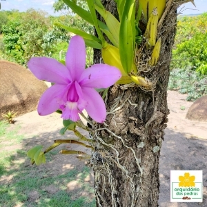 orquídeas no tronco detalhes importantes