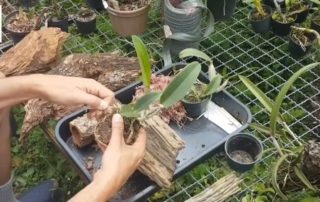plantar orquídeas em tronco