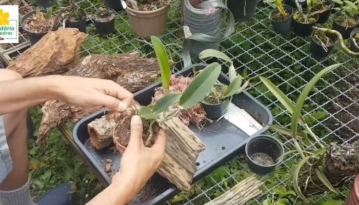 plantar orquídeas em tronco