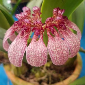 Bulbophyllum eberharditii
