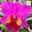 Comprar orquídeas cattleyas direto do produtor