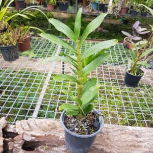 Dendrobium amethystoglossum