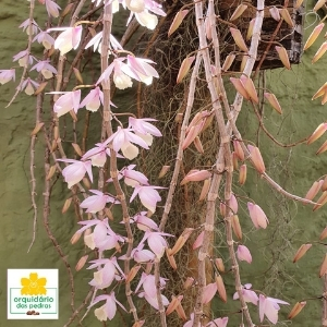 Dendrobium aphyllum valor