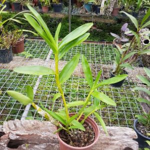 Dendrobium bensoniae