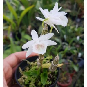 Dendrobium cretaceum preço