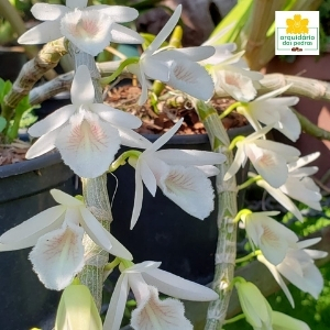 Dendrobium cretaceum branco