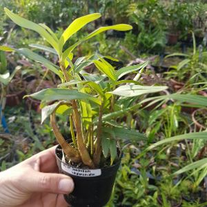 Dendrobium kinguianum albo