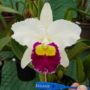 Muda Adulta de Orquídea Lacre 1613 Blc Melody Fair Carol