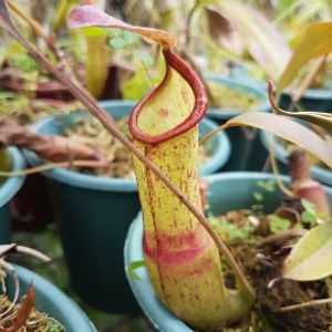 Nepenthes pokemon - Plantas Carnívoras