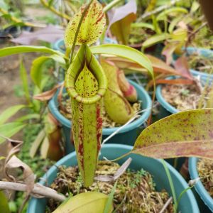 Nepenthes wrigleyana