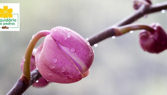 orquidea chuva