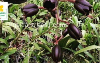 orquidea preta
