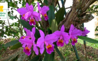 plantar orquidea arvore