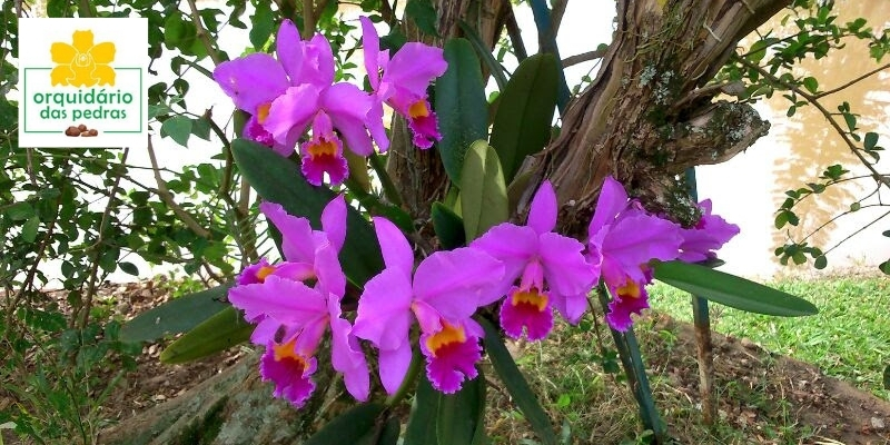 plantar orquidea arvore