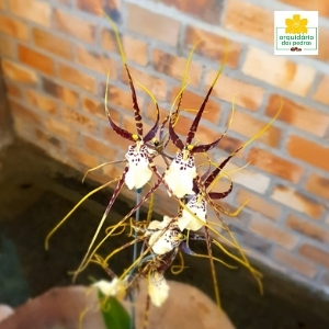orquidea aranha