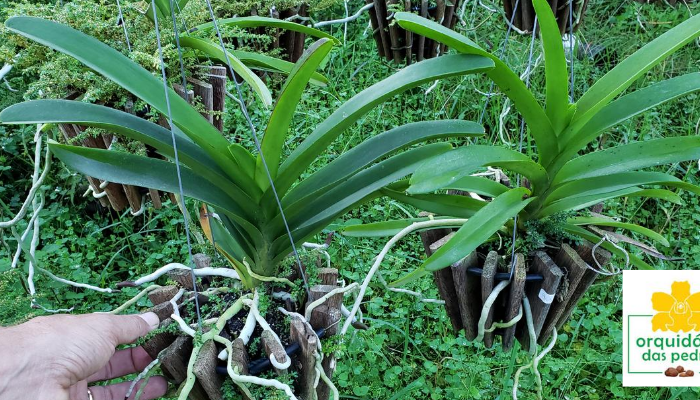 Orquídeas Vandas