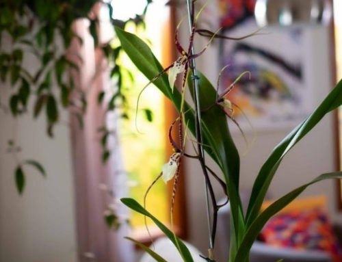 Orquídea Aranha Negra – Cruzamento incrível Brassia x Miltonia