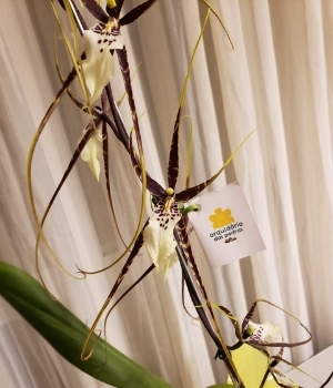 orquidea aranha preço
