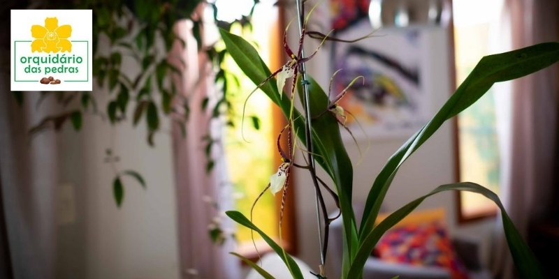 orquidea aranha
