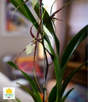 preço orquídea aranha
