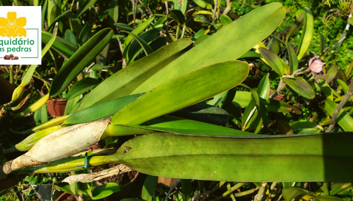 espata orquidea