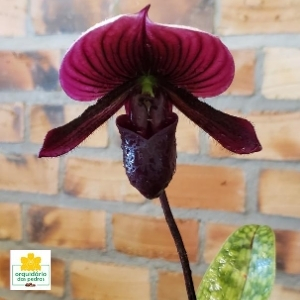 Orquídea Sapatinho Negro | Orquídea RARA | Entrega rápida