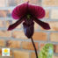 orquídea Sapatinho Negro