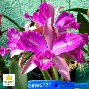 Orquídea Cattleya Rosa