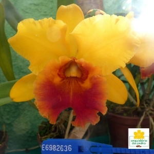Orquídea amarela