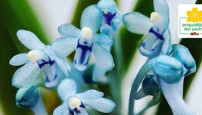 orquídea azul NATURAL