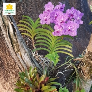 orquidea vanda