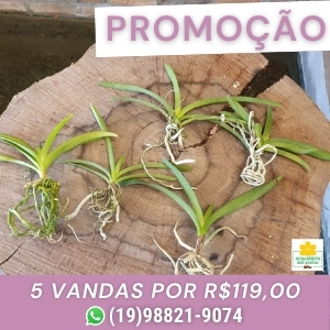 promoção orquídea vanda