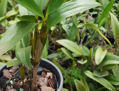 Como replantar Dendrobium thyrsiflorum