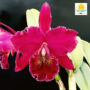 Orquídea Cattleya Blc. Chia Lin “New City”