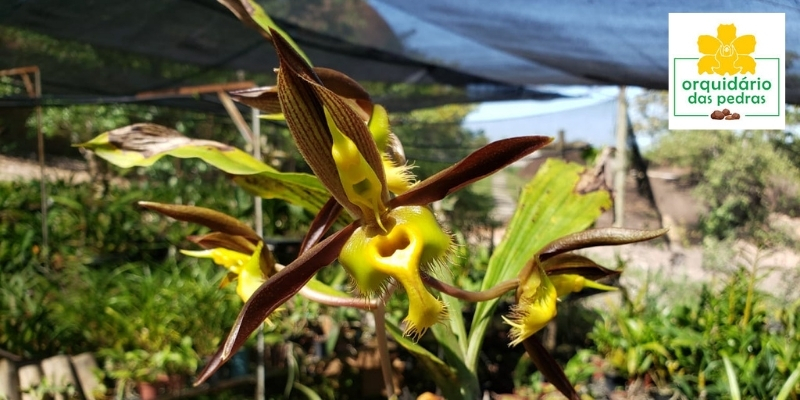 orquidário venda de catasetum