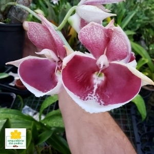 especies de orquideas catasetum
