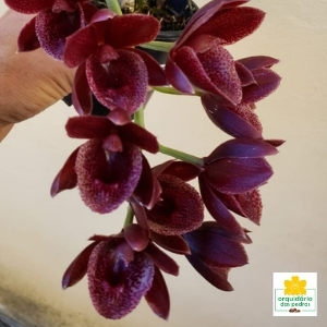 orquídea catasetum preto
