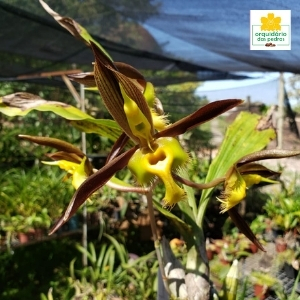 comprar orquídea catasetum