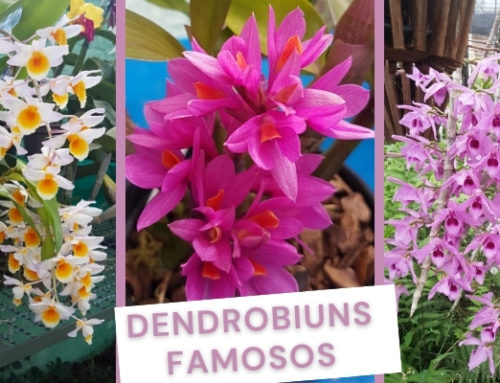 Orquídea Dendrobium: fotos e valores