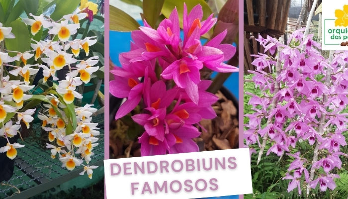 orquidea dendrobium