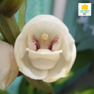 orquídea espírito santo