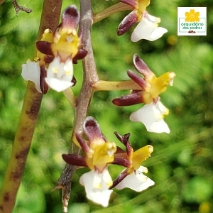 orquídea importada