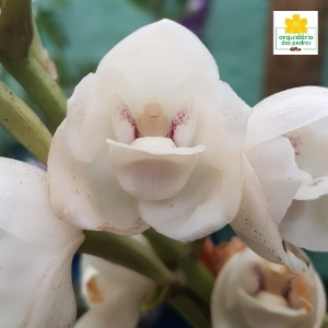 orquídea pomba branca