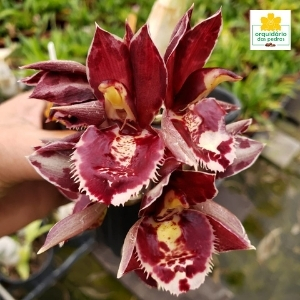 Orquídeas Catasetum - Ofertas, curiosidades e fotos