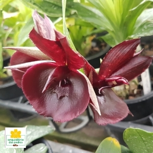 preço orquídea catasetum