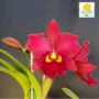Blc Mirian Suzuki Orquídea vermelha