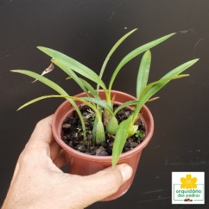 Maxillaria schunkeana – Orquídea Negra