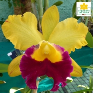 Muda de orquídea adulta barata