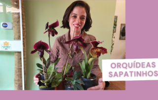 Orquídeas Sapatinhos