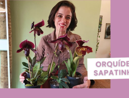 Preço das Orquídeas Sapatinhos